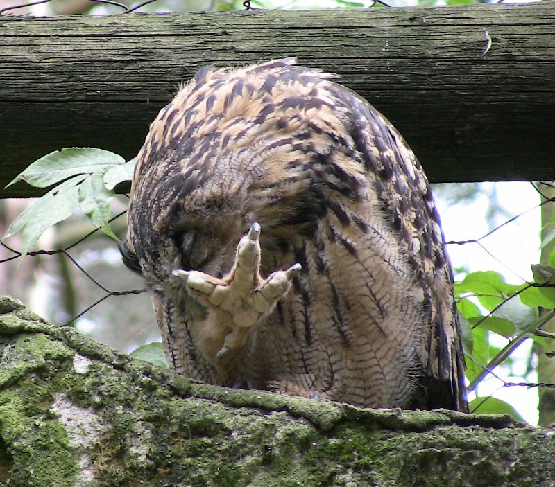 Bennas2010-0508.jpg - The Eagle Owl